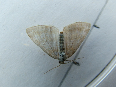 Grass Rivulet